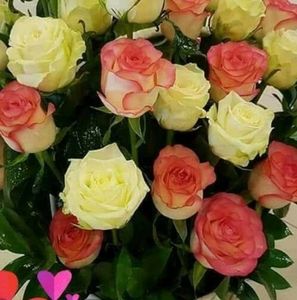 Meet your Posher, Sonia